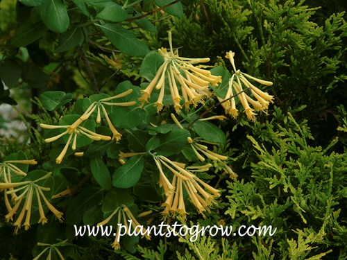Yellow Honeysuckle trumpet Vine (Lonicera) A Trumpet Honeysuckle with yellow flowers.